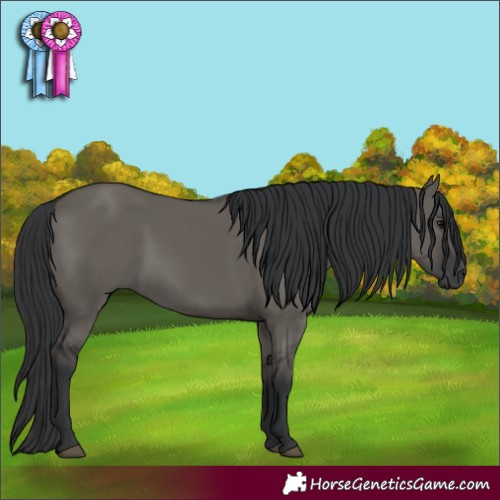 Horse Color:Grullo 
