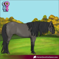 Horse Color:Grullo 