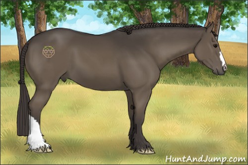 Horse Color:Smoky Black