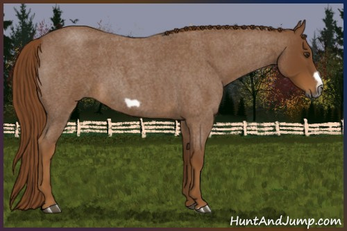 Horse Color:Gray Red Roan Frame 