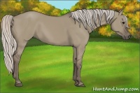Horse Color:Silver Grullo 