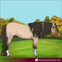 Horse Color:Bay Dun Tobiano 