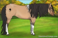 Horse Color:Bay Dun Tobiano 