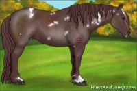 Horse Color:White Spotted Chocolate Black Sabino