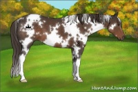 Horse Color:White Spotted Liver Chestnut 