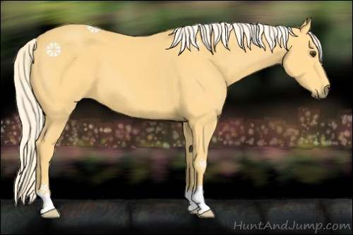 Horse Color:Palomino 