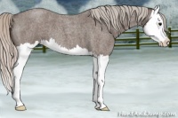 Horse Color:Silver Blue Roan Splash