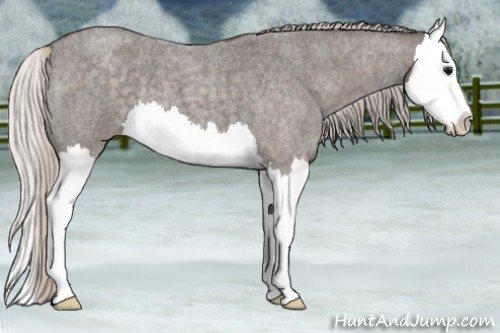Horse Color:Silver Blue Roan Splash 