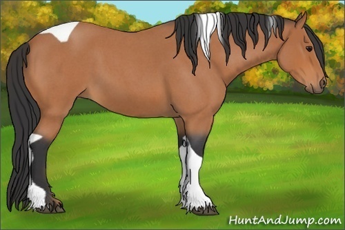 Horse Color:Bay Roan Tobiano