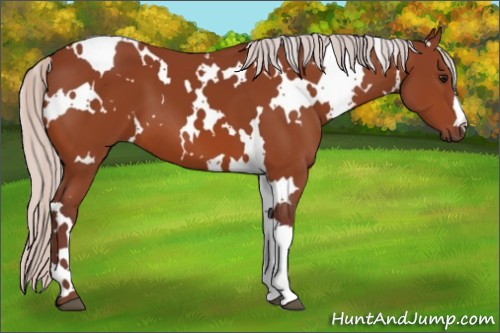 Horse Color:White Spotted Chocolate Silver Bay 