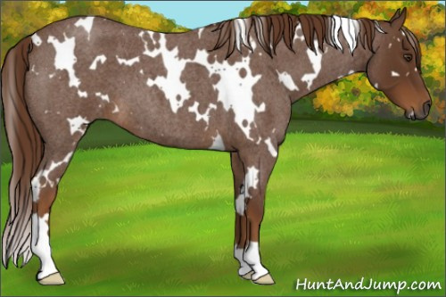 Horse Color:Gray White Spotted Red Roan 