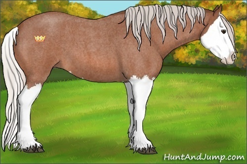 Horse Color:Silver Bay Roan Splash 