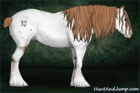 Horse Color:Chestnut Appaloosa 