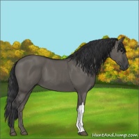 Horse Color:Grullo 