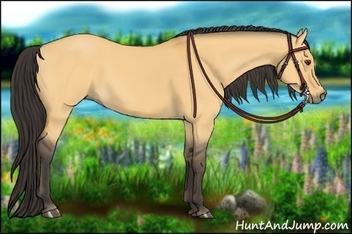 Horse Color:Buckskin Dun