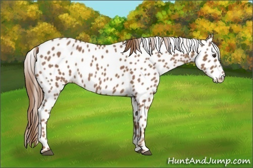 Horse Color:Chestnut Frame Appaloosa 