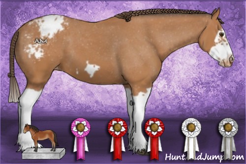 Horse Color:Bay Splash Frame Appaloosa 