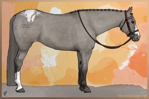 Horse Color:Grullo Appaloosa