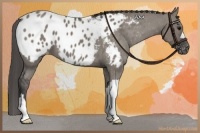 Horse Color:Grullo Near Leopard 