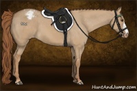 Horse Color:Red Dun Appaloosa 