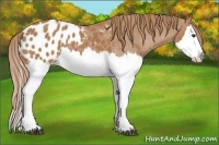 Horse Color:Chestnut Splash Appaloosa 