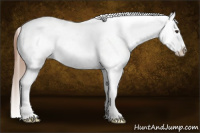 Horse Color:Chestnut Sabino Appaloosa Rabicano