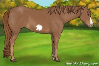 Horse Color:Chestnut Frame