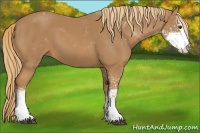 Horse Color:Chestnut Sabino