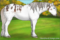 Horse Color:Gray White Spotted Silver Brown Splash Appaloosa Rabicano 