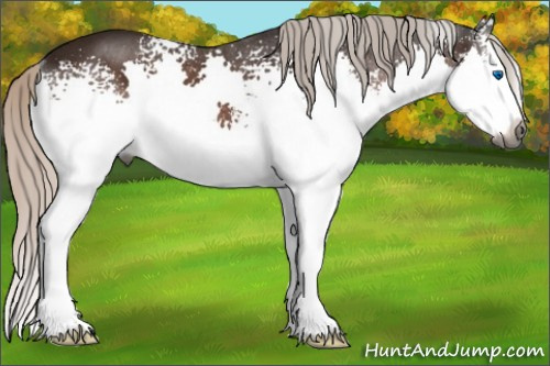 Horse Color:Gray White Spotted Silver Brown Splash Rabicano 