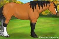 Horse Color:Gray Buckskin 