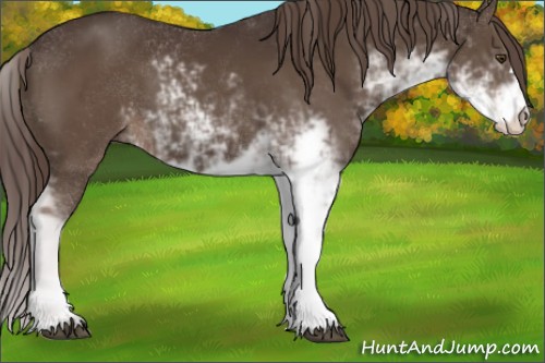 Horse Color:Liver Chestnut Sabino