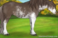 Horse Color:Liver Chestnut Sabino 