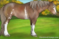 Horse Color:White Spotted Liver Chestnut 