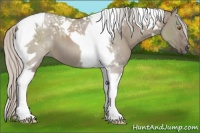 Horse Color:Silver Grullo Tobiano
