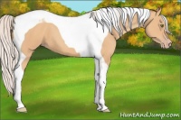 Horse Color:Silver Amber Champagne Tobiano