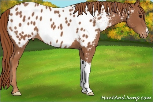 Horse Color:Chestnut Near Leopard 