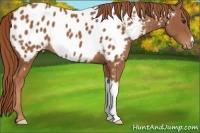 Horse Color:Chestnut Appaloosa