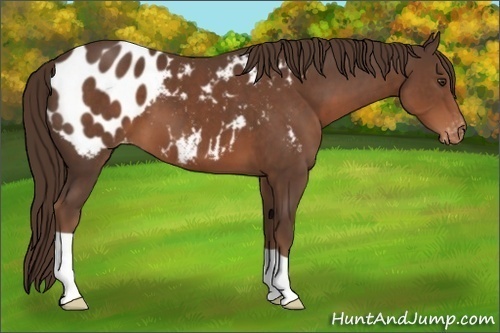 Horse Color:Liver Chestnut Appaloosa 