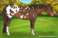 Horse Color:Liver Chestnut Appaloosa