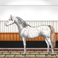 Horse Color:White Spotted Liver Red Dun Leopard 