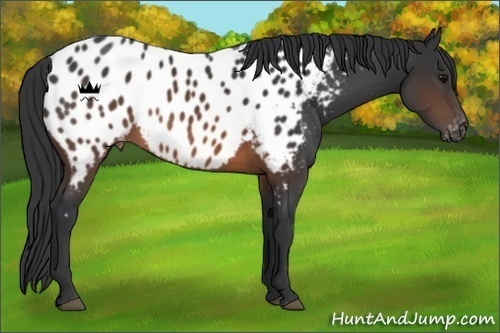Horse Color:Brown Appaloosa 