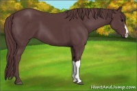 Horse Color:Chocolate Black