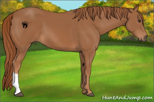 Horse Color:Chestnut 