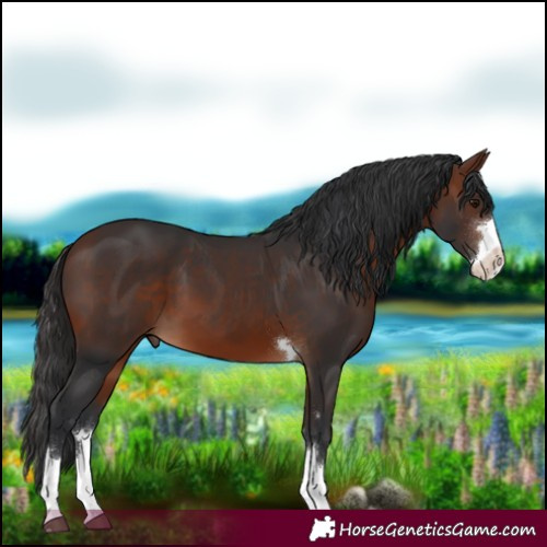 Horse Color:Bay 