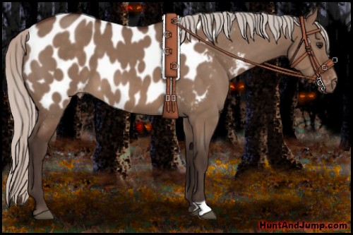 Horse Color:Silver Brown Dun Appaloosa 