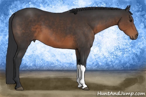 Horse Color:Brown 