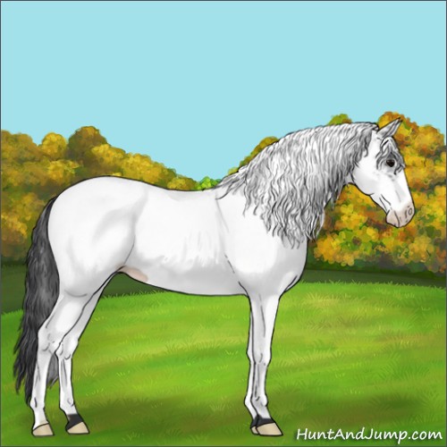 Horse Color:White Spotted Black 