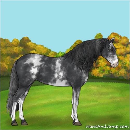Horse Color:White Spotted Black 