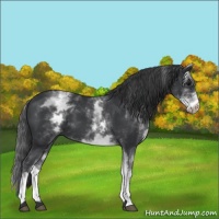 Horse Color:White Spotted Black 